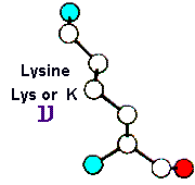Amino Acid Lysine and Hebrew letter Ayin
