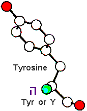 Amino Acid Tyrosine and Hebrew letter He